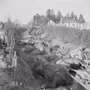 The Allied Campaign in North-west Europe, 6 June 1944 - 7 May 1945 The Falaise Gap: Dead German horses among devastated vehicles and equipment in a lane in the Falaise pocket; this was a typical scene after the battle.
