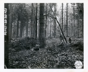 SC 334992 - Yank infantrymen moving through Hurtgen forest near Vossenack, Germany. Co. E, 110th Regiment, 28th Division. 2 November, 1944.