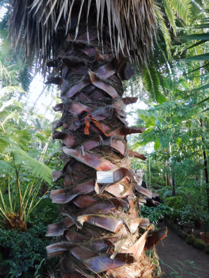 Tropical Plants Greenhouse of the St. Petersburg Botanical Garden of the V.L. Komarova: Professora Popova Street, 2 letter P. Petrogradsky District, St. Petersburg.