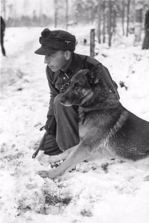 Information added by Wikimedia users. de: Waffen-SS in Norwegen, hier SS-Sturmmann mit Deutschem Schäferhund bei der Hundeausbildung en: Waffen-SS in Norwegian, here SS-Sturmmann with German Shepherd Dog on dog’s training ru: Ваффен-СС в Норвегии, СС-Штурмманн с Немецкой овчаркой он подготовке