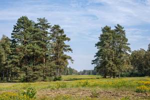 The former camp's main street, Bergen-Belsen concentration camp memorial.